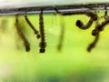 Culex genus mosquito larvae and pupae Royalty Free Stock Photo