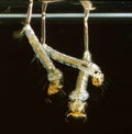 Culex Mosquito Larvae Hanging by their Breathing Tubes