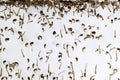 Mosquito larvae in the water column with white background isolated Royalty Free Stock Photo