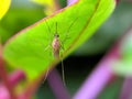 Culex pipiens insect on leaf garden Culex pipiens garden mosquito green leaves plant to sit mosquito