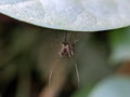 Culex pipiens insect on leaf garden Culex pipiens garden mosquito green leaves plant to sit mosquito