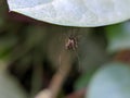 Culex pipiens insect on leaf garden Culex pipiens garden mosquito green leaves plant to sit mosquito