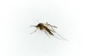 Culex pipiens, northern house Mosquito