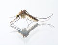 Culex tritaeniorhynchus mosquito