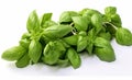 Culinary Elegance: Fresh Basil Leaves on White Background