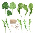 Culinary fresh leaves salad: spinach, arugula, watercress, brow twine. Watercolor painting on white background