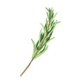 Culinary fresh rosemary. Watercolor illustration culinary herbs for cooking Isolated on white background. Art for design