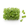 Culinary garnish or nutritious salad additions, these microgreens Royalty Free Stock Photo