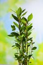 Culinary herb, bay leaves, copy space