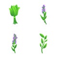 Culinary herb icons set cartoon vector. Various aromatic culinary herb