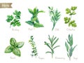 Culinary herbs collection watercolor illustration with clipping paths Royalty Free Stock Photo