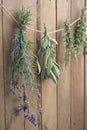 Garden herbs drying Royalty Free Stock Photo