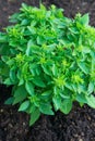 Culinary Herbs Growing. Sprouts of Fresh Young Green Basil in Soil in Garden. Italian Provence Cuisine Royalty Free Stock Photo