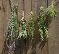 Culinary herbs hung up to dry Royalty Free Stock Photo