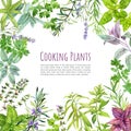 Culinary herbs and plants, frame, hand drawn watercolor