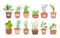 Culinary herbs in pots. Cartoon cooking condiment plants. Kitchen botanical collection. Aromatic dill and onion growing