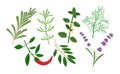 Culinary herbs: rosemari, chilli, tarragon, bay leaf, melissa, lavender, dill.