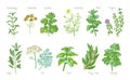 Culinary Herbs.  Rosemary, coriander, cilantro, camomile, mint, thyme, sage, dill, basil, bay leaf, laurel, parsley Royalty Free Stock Photo