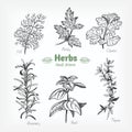 Culinary herbs vector hand drawn illustration