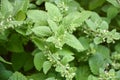 Culinary mint family herb, lemon balm, melissa officinalis in the garden bed Royalty Free Stock Photo