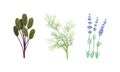 Culinary plants set. Thyme, chard, dill fresh green herbs and spices vector illustration