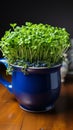 Culinary prep Dark blue cup holds home bred green cress