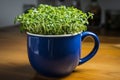 Culinary prep Dark blue cup holds home bred green cress