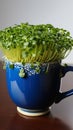 Culinary prep Dark blue cup holds home bred green cress