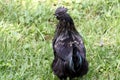 Cull Ayam Cemani Cockerel Rooster With Golden Feather Leakage