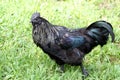 Cull Ayam Cemani With Golden Leakage Feathers