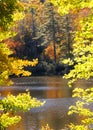 Autumn Color Trees on the Cullasaja River in North Carolina Royalty Free Stock Photo