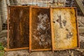 Culled old brood frame from honey bee hive with wax moth tunnels and webbing. Royalty Free Stock Photo