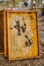 Culled old brood frame from honey bee hive with wax moth tunnels and webbing. Royalty Free Stock Photo