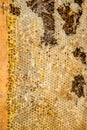 Culled old brood frame from honey bee hive with wax moth tunnels and webbing. Royalty Free Stock Photo