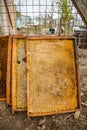 Culled old brood frame from honey bee hive with wax moth tunnels and webbing.