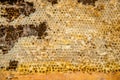 Culled old brood frame from honey bee hive with wax moth tunnels and webbing. Royalty Free Stock Photo