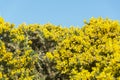 Cullen coastside views in a clear day Royalty Free Stock Photo