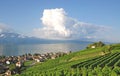 Cully,Lake Geneva,Switzerland Royalty Free Stock Photo
