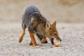 Culpaeus Fox Stealing Egg Royalty Free Stock Photo