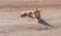 Culpeo Andean Fox, Patagonia, Chile Royalty Free Stock Photo