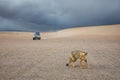 Culpeo - wild Andean fox in the mountains Royalty Free Stock Photo