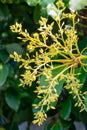 Cultivaion of healthy avocado fruits on La Palma island, Canary islands in Spain, blossom of young avocado trees growing on