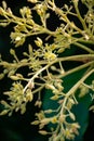 Cultivaion of healthy avocado fruits on La Palma island, Canary islands in Spain, blossom of young avocado trees growing on