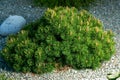 Cultivar dwarf mountain pine Pinus mugo var. pumilio in the rocky garden Royalty Free Stock Photo