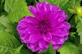Cultivar of Purple Chrysanthemum In Full Bloom
