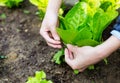 Cultivate lettuce Royalty Free Stock Photo