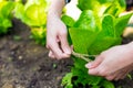 Cultivate lettuce vegetable Royalty Free Stock Photo