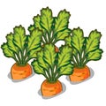 Cultivate tasty carrot. Vector vegetable