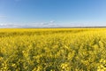 Cultivated agricultural field. Oilseed Rapeseed yellow flowers Royalty Free Stock Photo