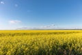 Cultivated agricultural field. Oilseed Rapeseed yellow flowers Royalty Free Stock Photo